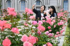 [화보] 에버랜드 로즈가든 웃음꽃