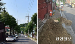 ‘한쪽선 나무 심고, 한쪽선 자르고’… 평택시 ‘엇박자 수목정책’ 비난 쇄도