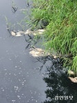 강화도 하점산업단지 하천 물고기 ‘의문의 떼죽음’… 공장 폐수 의심