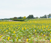해바라기 물결 따라 걷는 평화의 연천