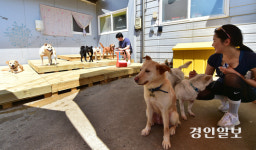 [현장르포] “새 가족 기다리고 있개” 마전동 유기견 보호소