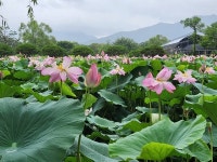 [화보] 양평 세미원 ‘연꽃의 속삭임’