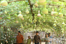 [화보] 웃음꽃 피는 조롱박 터널