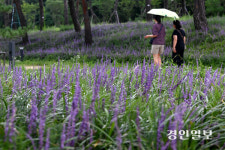 에이씨케이 & 향기지대 | [화보] 노송지대 물들인 보랏빛 향기