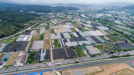 개발 상전벽해… 남양주 ‘근교농업’ 사라졌다