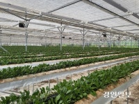 개발 상전벽해… 남양주 ‘근교농업’ 사라졌다