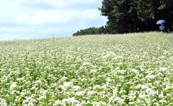 [포토] 흰 눈 내린 듯 메밀꽃 활짝