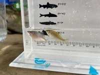 주민이 직접 뽑는 대표 야생생물··· 10개 군·구 첫 깃대종 선정 나선 인천 부평구