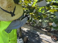 기후 위기에도… 화성 포도밭엔 정성이 맺혔다