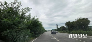 [포토] 자유로 파주 구간 중앙분리대 우거진 잡목… 운전자 시야 가려