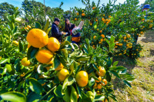 [新팔도핫플레이스] 오감 만족 제주 감귤박물관