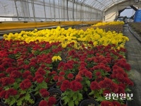 풀죽은 경기, 시드는 화훼농가… 꽃 소비 줄어 수심 쌓인 하우스