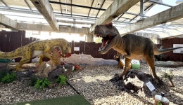 [新팔도핫플레이스] 광물·화석 등 12만 여점 전시… 남양주 ‘우석헌자연사박물관’