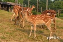 광명 옥길동 사슴농장서 5마리 탈출… 수색 중