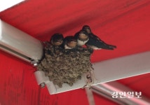 [포토] 하남 석바대상점가 명물 ‘제비가족’