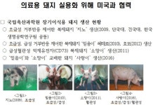 장기이식 등 활용 의료용돼지 실용화 열려