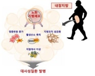 비만→내장지방세포 노화→당뇨 등 유발 기전 규명