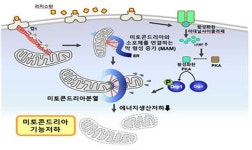 리지스틴→미토콘드리아 기능 부전→당뇨 발생