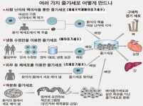첨단재생의료법 통과 움직임에..안전부터 고려