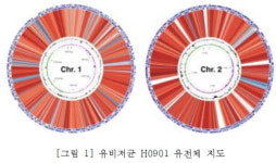국내 최초 유비저 임상분리균주 유전체 분석 성공 