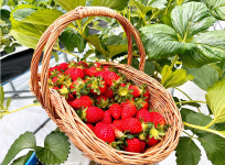 홍천 선마을, 아이와 함께 자연 체험... 딸기 농장부터 목공 체험까지