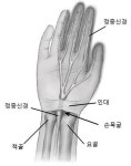 [박성하 건강 칼럼]내 손목의 터널이 막혔다구요?