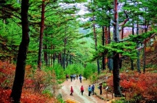 금강소나무 숲-영주 선비촌 등 한국관광 빛낸 10별 선정