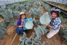 산청에만 자라는 선인장 ‘하은초’