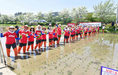 농심켈로그, 충남 서천군 모내기 활동 실시