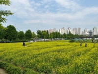서울 강동구, 암사역사공원 유채꽃밭 개방