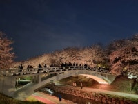 벚꽃빛 설렘 가득한 여의천·도구머리공원... 서초구, 야간 벚꽃조명으로 봄밤의 낭만 만끽