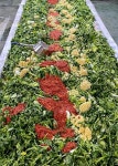 서대문구 연희동 이어가는 손맛, 열무김치 전달 사업 추진