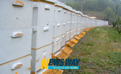 산양삼 사포닌 `양봉농가 구세주