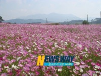 고창고인돌 유적지 코스모스 장관