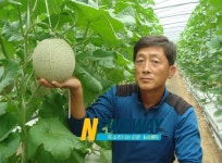 `천연광물질유기농법 `명품멜론 생산 성공