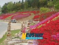 화순 만연산 꽃들의 향연