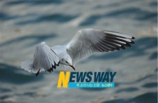 남해유배문학관 기획전시 사진 초대展