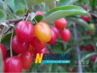 빨갛게 익은 보리수 열매 따러 거제로 오세요