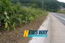 산청 세계전통의약 엑스포 대비, 차황면 설악초길 조성