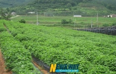 영암 금정작목반, 우슬 재배로 연간 1억5000 매출 기록