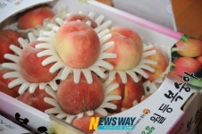 순천명품 월등복숭아 품평회 실시