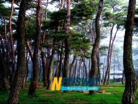 [뉴스웨이 경남투어] 천혜의 자연경관 하동군, 하동포구 백사청송