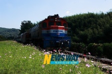 하동군, 북천 코스모스·메밀꽃 축제 17일 팡파르