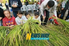 경남농협, 어린이 도심 속 벼베기 전통추수 체험 호응