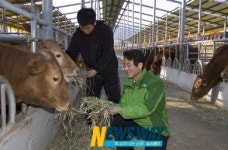 강진원 정부는 축산농가 확실한 대책세워야
