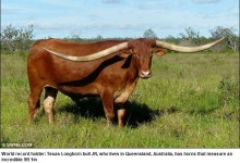 2.77m 황소 뿔 길이 세계 최고기록