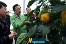 박준영 도지사, 화순 도곡파프리카 농장 방문