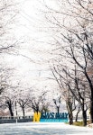 함양 백운산 벚꽃 축제 열린다