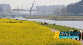 양산천 10리 보리길과 유채꽃 보러오세요