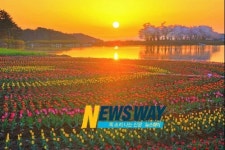 [NW포토]눈부신 아침햇살에 노랗게 물든 장평소류지